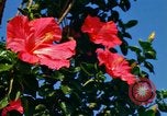 Standbild Blumen Honolulu Hawaii USA, 1967, aus Sekunde 7 historischem Filmmaterial Videoclip 65675065913