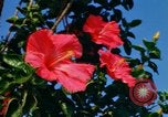 Standbild Blumen Honolulu Hawaii USA, 1967, aus Sekunde 8 historischem Filmmaterial Videoclip 65675065913