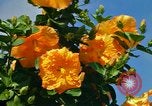 Standbild Blumen Honolulu Hawaii USA, 1967, aus Sekunde 9 historischem Filmmaterial Videoclip 65675065913