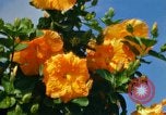 Standbild Blumen Honolulu Hawaii USA, 1967, aus Sekunde 10 historischem Filmmaterial Videoclip 65675065913