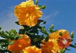 Standbild Blumen Honolulu Hawaii USA, 1967, aus Sekunde 11 historischem Filmmaterial Videoclip 65675065913