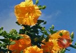 Standbild Blumen Honolulu Hawaii USA, 1967, aus Sekunde 13 historischem Filmmaterial Videoclip 65675065913