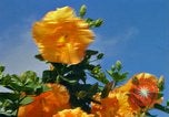 Standbild Blumen Honolulu Hawaii USA, 1967, aus Sekunde 14 historischem Filmmaterial Videoclip 65675065913