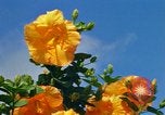 Standbild Blumen Honolulu Hawaii USA, 1967, aus Sekunde 15 historischem Filmmaterial Videoclip 65675065913