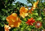 Standbild Blumen Honolulu Hawaii USA, 1967, aus Sekunde 16 historischem Filmmaterial Videoclip 65675065913