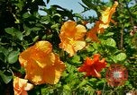 Standbild Blumen Honolulu Hawaii USA, 1967, aus Sekunde 17 historischem Filmmaterial Videoclip 65675065913