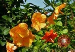Standbild Blumen Honolulu Hawaii USA, 1967, aus Sekunde 18 historischem Filmmaterial Videoclip 65675065913