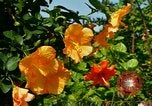 Standbild Blumen Honolulu Hawaii USA, 1967, aus Sekunde 19 historischem Filmmaterial Videoclip 65675065913