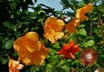 Standbild Blumen Honolulu Hawaii USA, 1967, aus Sekunde 20 historischem Filmmaterial Videoclip 65675065913