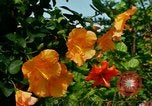 Standbild Blumen Honolulu Hawaii USA, 1967, aus Sekunde 21 historischem Filmmaterial Videoclip 65675065913
