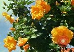 Standbild Blumen Honolulu Hawaii USA, 1967, aus Sekunde 22 historischem Filmmaterial Videoclip 65675065913