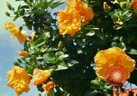 Standbild Blumen Honolulu Hawaii USA, 1967, aus Sekunde 23 historischem Filmmaterial Videoclip 65675065913