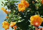 Standbild Blumen Honolulu Hawaii USA, 1967, aus Sekunde 24 historischem Filmmaterial Videoclip 65675065913