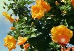 Standbild Blumen Honolulu Hawaii USA, 1967, aus Sekunde 25 historischem Filmmaterial Videoclip 65675065913