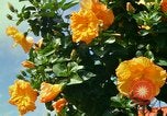 Standbild Blumen Honolulu Hawaii USA, 1967, aus Sekunde 26 historischem Filmmaterial Videoclip 65675065913