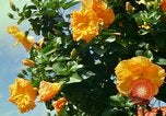 Standbild Blumen Honolulu Hawaii USA, 1967, aus Sekunde 27 historischem Filmmaterial Videoclip 65675065913