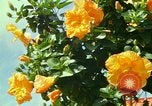 Standbild Blumen Honolulu Hawaii USA, 1967, aus Sekunde 28 historischem Filmmaterial Videoclip 65675065913