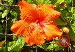 Standbild Blumen Honolulu Hawaii USA, 1967, aus Sekunde 29 historischem Filmmaterial Videoclip 65675065913