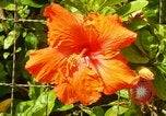 Standbild Blumen Honolulu Hawaii USA, 1967, aus Sekunde 30 historischem Filmmaterial Videoclip 65675065913