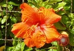 Standbild Blumen Honolulu Hawaii USA, 1967, aus Sekunde 31 historischem Filmmaterial Videoclip 65675065913