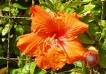 Standbild Blumen Honolulu Hawaii USA, 1967, aus Sekunde 32 historischem Filmmaterial Videoclip 65675065913