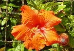 Standbild Blumen Honolulu Hawaii USA, 1967, aus Sekunde 33 historischem Filmmaterial Videoclip 65675065913