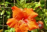 Standbild Blumen Honolulu Hawaii USA, 1967, aus Sekunde 34 historischem Filmmaterial Videoclip 65675065913