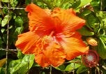 Standbild Blumen Honolulu Hawaii USA, 1967, aus Sekunde 35 historischem Filmmaterial Videoclip 65675065913