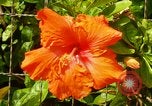 Standbild Blumen Honolulu Hawaii USA, 1967, aus Sekunde 36 historischem Filmmaterial Videoclip 65675065913