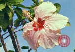 Standbild Blumen Honolulu Hawaii USA, 1967, aus Sekunde 37 historischem Filmmaterial Videoclip 65675065913