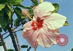 Standbild Blumen Honolulu Hawaii USA, 1967, aus Sekunde 38 historischem Filmmaterial Videoclip 65675065913