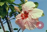 Standbild Blumen Honolulu Hawaii USA, 1967, aus Sekunde 39 historischem Filmmaterial Videoclip 65675065913