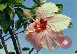 Standbild Blumen Honolulu Hawaii USA, 1967, aus Sekunde 41 historischem Filmmaterial Videoclip 65675065913