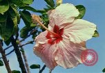 Standbild Blumen Honolulu Hawaii USA, 1967, aus Sekunde 42 historischem Filmmaterial Videoclip 65675065913