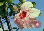 Standbild Blumen Honolulu Hawaii USA, 1967, aus Sekunde 43 historischem Filmmaterial Videoclip 65675065913