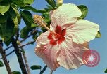Standbild Blumen Honolulu Hawaii USA, 1967, aus Sekunde 44 historischem Filmmaterial Videoclip 65675065913