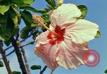 Standbild Blumen Honolulu Hawaii USA, 1967, aus Sekunde 45 historischem Filmmaterial Videoclip 65675065913
