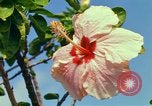 Standbild Blumen Honolulu Hawaii USA, 1967, aus Sekunde 46 historischem Filmmaterial Videoclip 65675065913