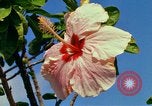 Standbild Blumen Honolulu Hawaii USA, 1967, aus Sekunde 47 historischem Filmmaterial Videoclip 65675065913
