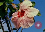 Standbild Blumen Honolulu Hawaii USA, 1967, aus Sekunde 48 historischem Filmmaterial Videoclip 65675065913