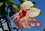 Standbild Blumen Honolulu Hawaii USA, 1967, aus Sekunde 49 historischem Filmmaterial Videoclip 65675065913