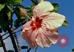 Standbild Blumen Honolulu Hawaii USA, 1967, aus Sekunde 50 historischem Filmmaterial Videoclip 65675065913