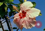 Standbild Blumen Honolulu Hawaii USA, 1967, aus Sekunde 51 historischem Filmmaterial Videoclip 65675065913