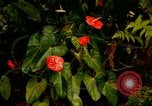Standbild Blumen Honolulu Hawaii USA, 1967, aus Sekunde 52 historischem Filmmaterial Videoclip 65675065913