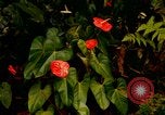 Standbild Blumen Honolulu Hawaii USA, 1967, aus Sekunde 53 historischem Filmmaterial Videoclip 65675065913
