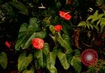 Standbild Blumen Honolulu Hawaii USA, 1967, aus Sekunde 54 historischem Filmmaterial Videoclip 65675065913