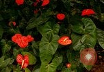 Standbild Blumen Honolulu Hawaii USA, 1967, aus Sekunde 56 historischem Filmmaterial Videoclip 65675065913