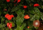 Standbild Blumen Honolulu Hawaii USA, 1967, aus Sekunde 58 historischem Filmmaterial Videoclip 65675065913