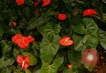 Standbild Blumen Honolulu Hawaii USA, 1967, aus Sekunde 59 historischem Filmmaterial Videoclip 65675065913