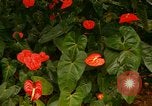 Standbild Blumen Honolulu Hawaii USA, 1967, aus Sekunde 61 historischem Filmmaterial Videoclip 65675065913
